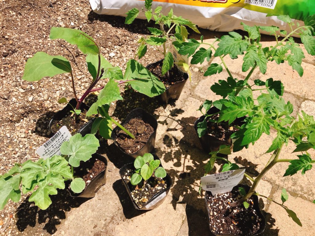 5月 夏野菜の家庭菜園スタートです ナガラヨリ